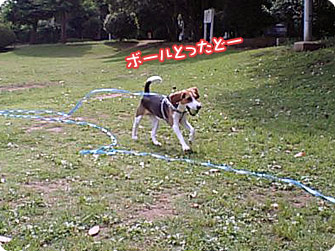 ビーグル犬　きなこ