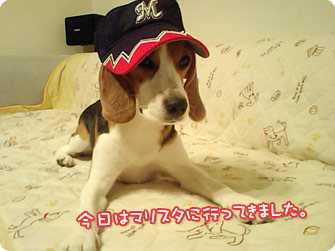 ビーグル犬　きなこ