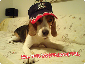 ビーグル犬　きなこ