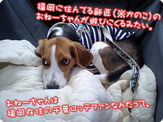ビーグル犬　きなこ