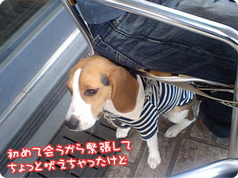 ビーグル犬　きなこ