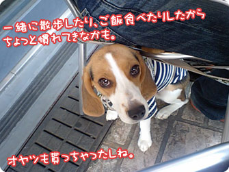 ビーグル犬　きなこ