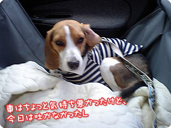 ビーグル犬　きなこ