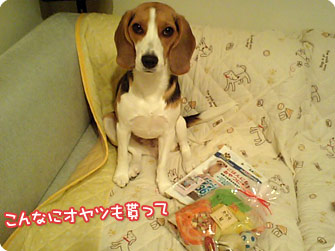ビーグル犬　きなこ