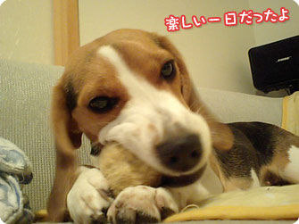 ビーグル犬　きなこ
