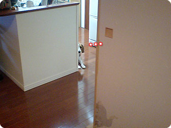 ビーグル犬 きなこ