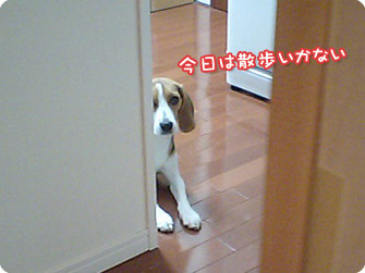 ビーグル犬 きなこ