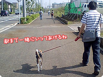 ビーグル犬 きなこ