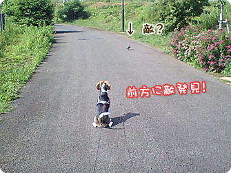 ビーグル犬 きなこ