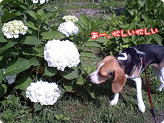 ビーグル犬 きなこ