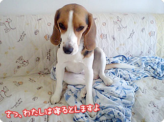 ビーグル犬 きなこ