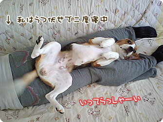 ビーグル犬 きなこ