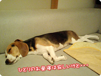 ビーグル犬 きなこ