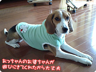 ビーグル犬 きなこ