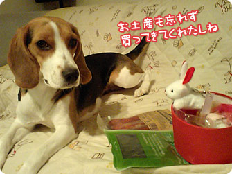 ビーグル犬 きなこ