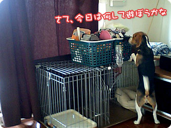 ビーグル犬 きなこ