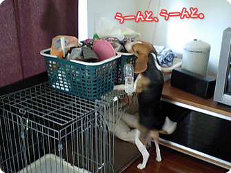 ビーグル犬 きなこ