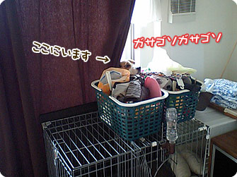 ビーグル犬 きなこ