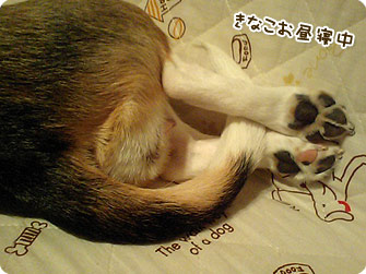 ビーグル犬 きなこ