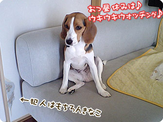 ビーグル犬 きなこ