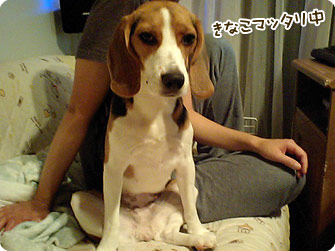 ビーグル犬 きなこ