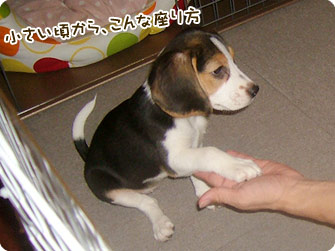 ビーグル犬 きなこ