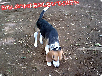 ビーグル犬 きなこ