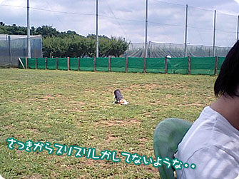 ビーグル犬 きなこ