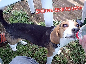 ビーグル犬 きなこ