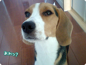 ビーグル犬 きなこ