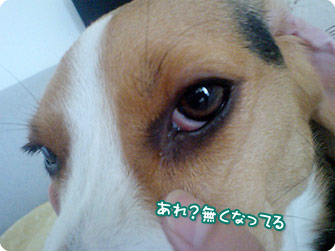 ビーグル犬 きなこ
