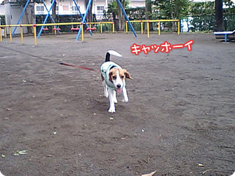 ビーグル犬 きなこ