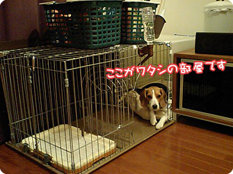 ビーグル犬 きなこ