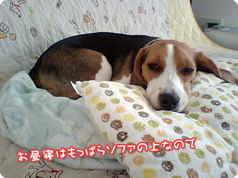 ビーグル犬 きなこ