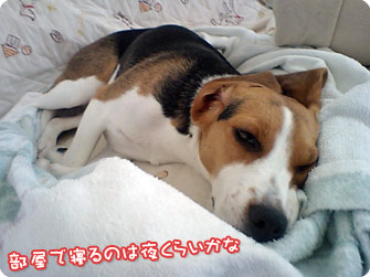 ビーグル犬 きなこ