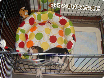 ビーグル犬 きなこ