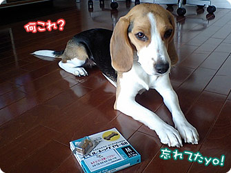 ビーグル犬 きなこ