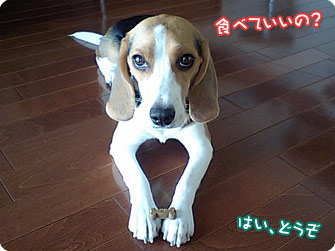 ビーグル犬 きなこ