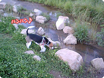 ビーグル犬 きなこ