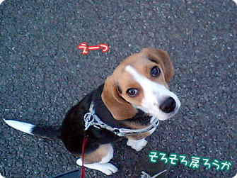 ビーグル犬 きなこ