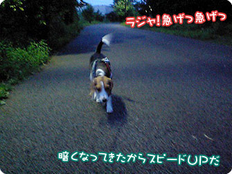 ビーグル犬 きなこ