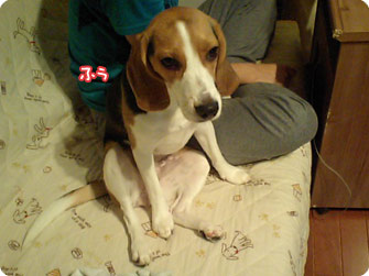ビーグル犬 きなこ