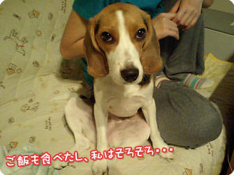 ビーグル犬 きなこ