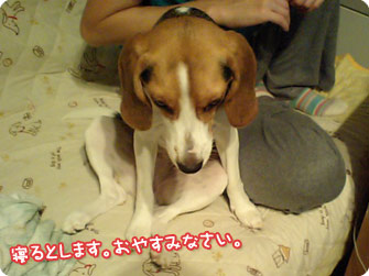 ビーグル犬 きなこ