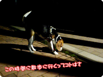 ビーグル犬 きなこ