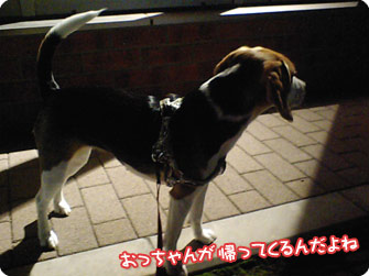 ビーグル犬 きなこ