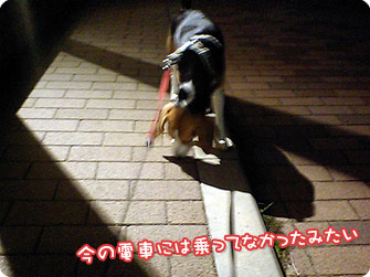 ビーグル犬 きなこ