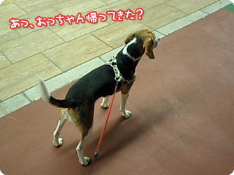 ビーグル犬 きなこ