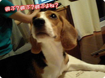 ビーグル犬 きなこ