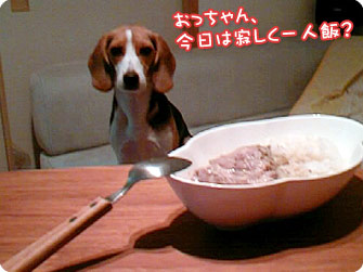 ビーグル犬 きなこ